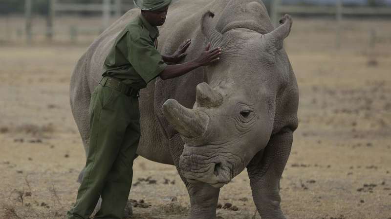 Une rhinocéros est enceinte d'un transfert d'embryon, un succès qui pourrait aider une sous-espèce presque éteinte en Afrique