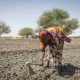 Le changement climatique et ses implications sur l'insécurité alimentaire en Afrique subsaharienne