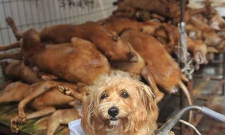 Démantèlement d'une usine secrète de production de saucisses de chiens en Algérie