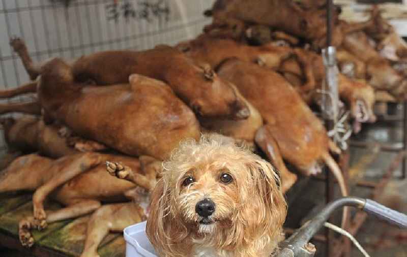 Démantèlement d'une usine secrète de production de saucisses de chiens en Algérie