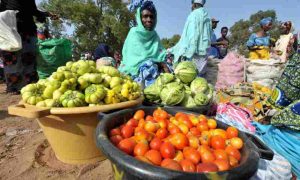 La Banque mondiale approuve un prêt de 200 millions de dollars pour renforcer la résilience des systèmes alimentaires au Sénégal