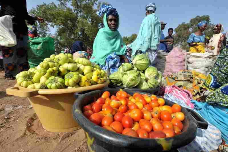 La Banque mondiale approuve un prêt de 200 millions de dollars pour renforcer la résilience des systèmes alimentaires au Sénégal