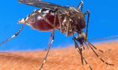 Le Cap-Vert est le troisième pays africain à éradiquer le paludisme