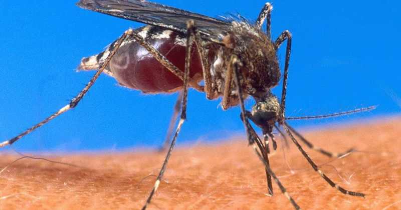 Le Cap-Vert est le troisième pays africain à éradiquer le paludisme
