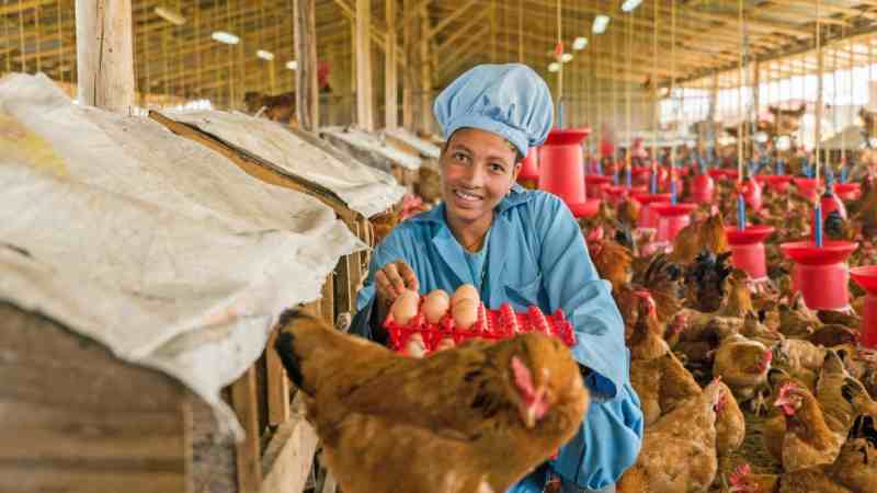 Hatch Africa lève 9,5 millions de dollars pour développer son activité avicole à forte croissance en Afrique subsaharienne
