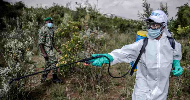 Les agriculteurs kenyans luttent contre l’héritage toxique de l’invasion acridienne trois ans plus tard