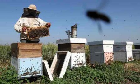 Au Kenya, les apiculteurs collectent du venin d'abeille au lieu du miel