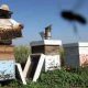 Au Kenya, les apiculteurs collectent du venin d'abeille au lieu du miel