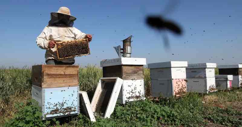 Au Kenya, les apiculteurs collectent du venin d'abeille au lieu du miel