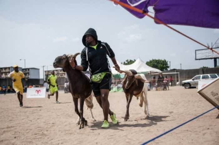 Nigeria : les combats contre les béliers se poursuivent sans réglementation malgré les préoccupations en matière de droits des animaux