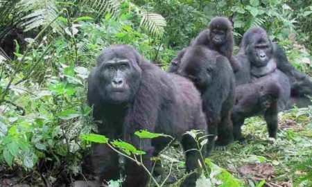 Les gorilles des montagnes du Rwanda : une réussite en matière de conservation