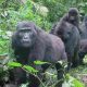 Les gorilles des montagnes du Rwanda : une réussite en matière de conservation