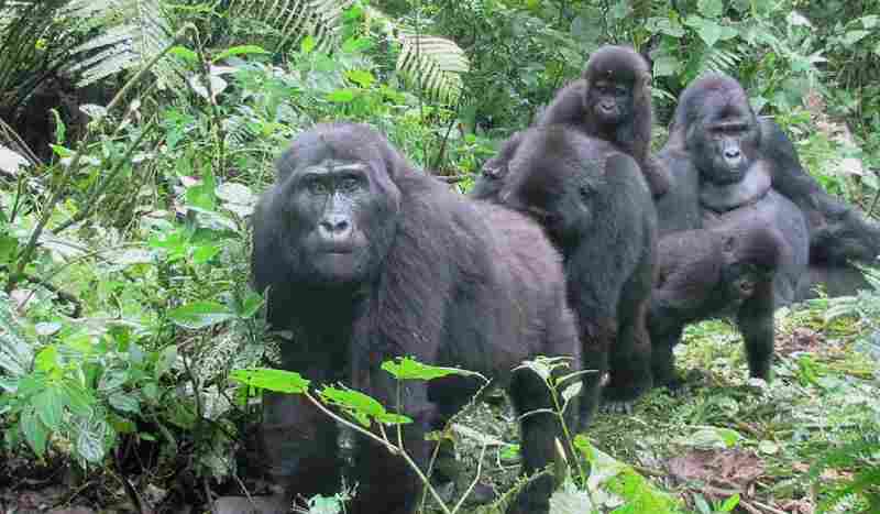 Les gorilles des montagnes du Rwanda : une réussite en matière de conservation