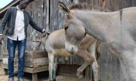 Pourquoi des millions d’ânes sont-ils abattus chaque année en Afrique ?