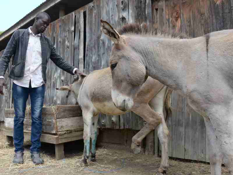 Pourquoi des millions d’ânes sont-ils abattus chaque année en Afrique ?