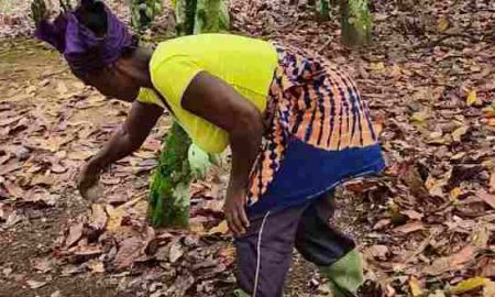 Financements innovants pour une agriculture intelligente face au climat en Afrique de l’Ouest