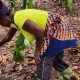 Financements innovants pour une agriculture intelligente face au climat en Afrique de l’Ouest