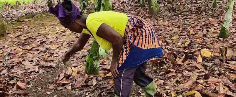 Financements innovants pour une agriculture intelligente face au climat en Afrique de l’Ouest