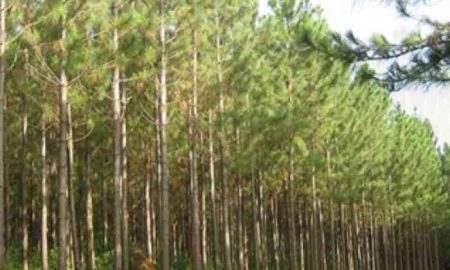 Une plantation d’arbres malavisée en Afrique menace les écosystèmes, préviennent les scientifiques