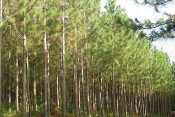 Une plantation d’arbres malavisée en Afrique menace les écosystèmes, préviennent les scientifiques