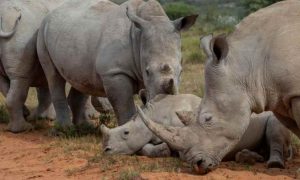 Le braconnage des rhinocéros en Afrique du Sud augmente en 2023