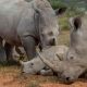 Le braconnage des rhinocéros en Afrique du Sud augmente en 2023