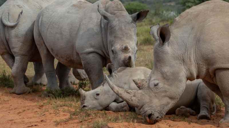 Le braconnage des rhinocéros en Afrique du Sud augmente en 2023