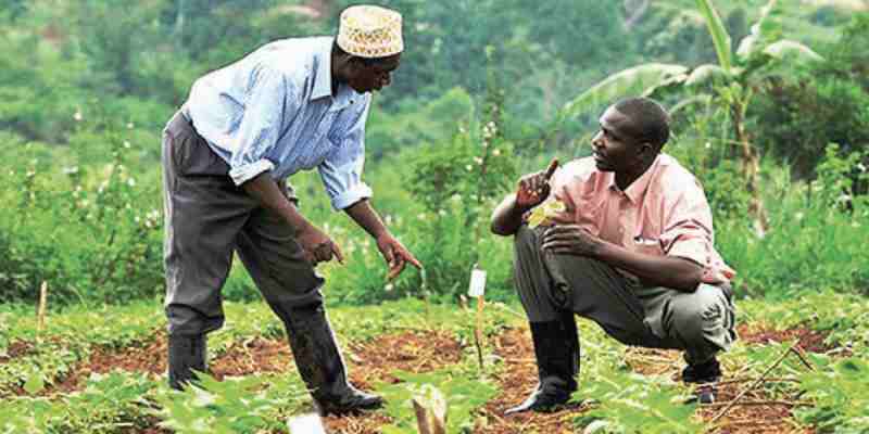 Un partenariat de 11,7 millions de dollars pour protéger les agriculteurs africains des chocs climatiques