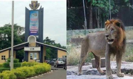 Un lion tue un gardien de zoo à l'université Obafemi Awolowo au Nigeria