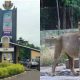 Un lion tue un gardien de zoo à l'université Obafemi Awolowo au Nigeria