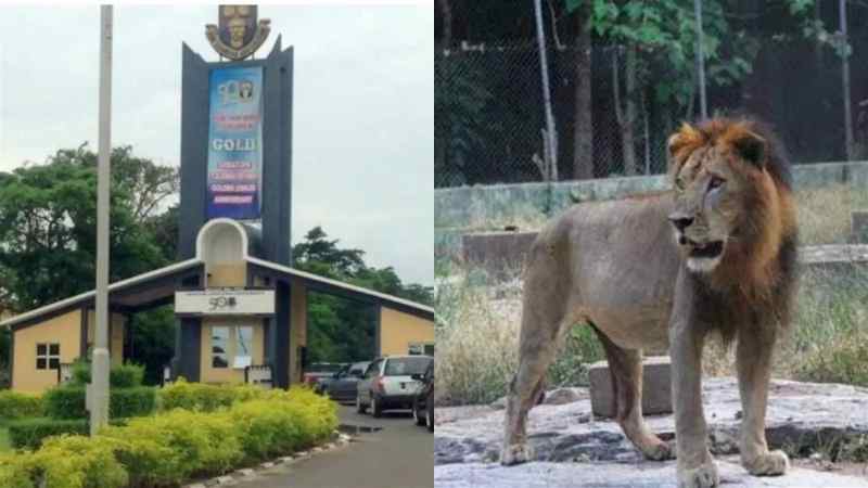 Un lion tue un gardien de zoo à l'université Obafemi Awolowo au Nigeria