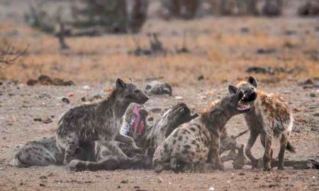 Un mort et deux blessés dans une attaque de hyène au Kenya