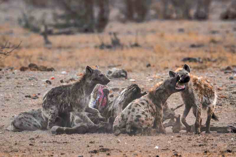 Un mort et deux blessés dans une attaque de hyène au Kenya