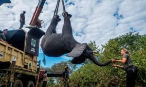 Le bilan s'élève à sept morts dans le cadre d'un projet de réinstallation d'éléphants au Malawi lié à l'ONG Prince Harry