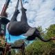 Le bilan s'élève à sept morts dans le cadre d'un projet de réinstallation d'éléphants au Malawi lié à l'ONG Prince Harry