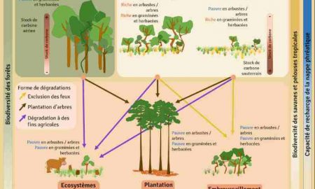 Recherche sur l'amélioration de l'empreinte carbone des écosystèmes de la région du Sahel