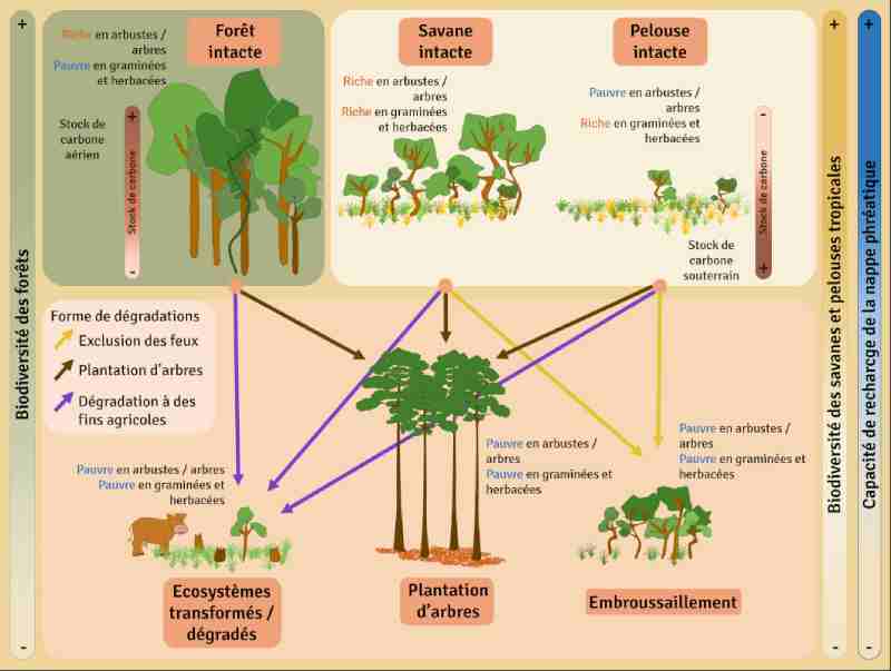 Recherche sur l'amélioration de l'empreinte carbone des écosystèmes de la région du Sahel