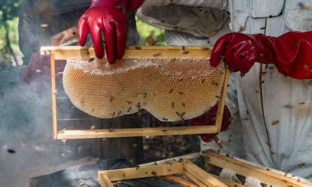Les apiculteurs du Sine Saloum : Comment une équipe 100% féminine s'occupe de la mangrove du Sénégal