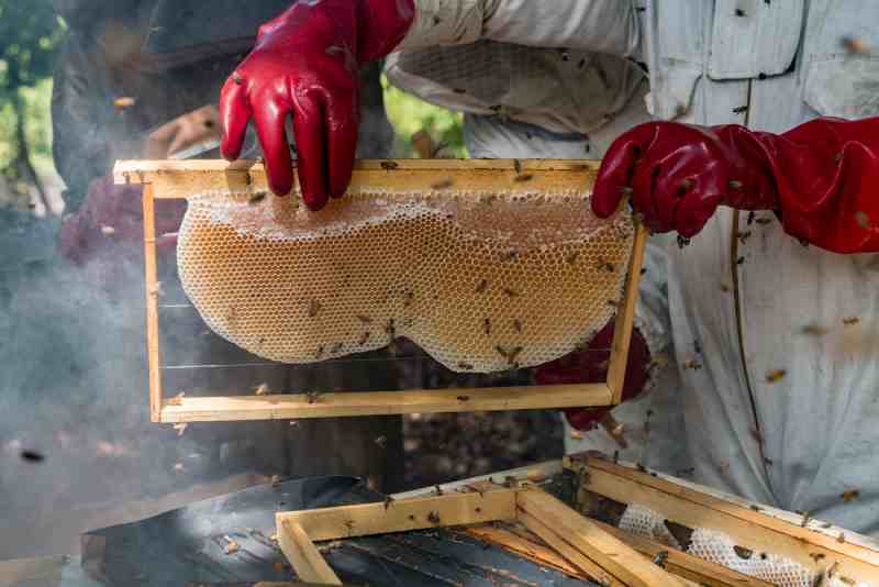 Les apiculteurs du Sine Saloum : Comment une équipe 100% féminine s'occupe de la mangrove du Sénégal