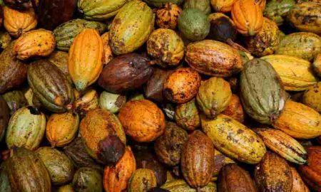 Les prix du cacao en Afrique frappent les acheteurs avec les coûts du chocolat amer, mais les grandes marques voient des bénéfices