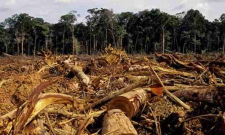 L'intelligence artificielle révèle les causes de la déforestation en Afrique