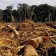 L'intelligence artificielle révèle les causes de la déforestation en Afrique