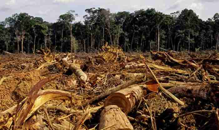 L'intelligence artificielle révèle les causes de la déforestation en Afrique