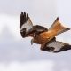 Les oiseaux de proie d'Afrique menacés d'extinction