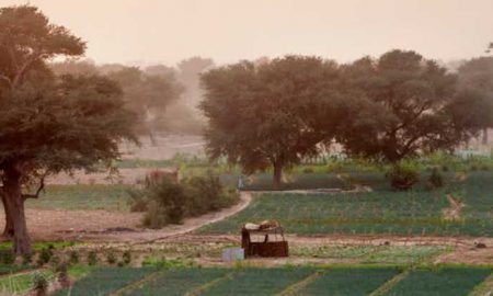 Sept fois la taille de Manhattan: le projet africain de plantation d'arbres fait la différence