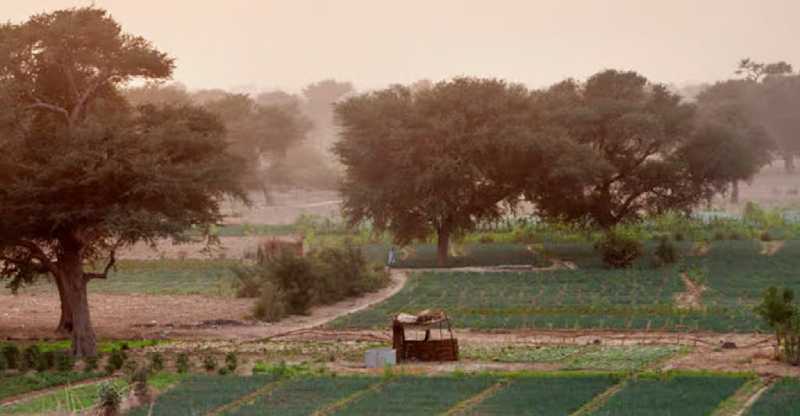 Sept fois la taille de Manhattan: le projet africain de plantation d'arbres fait la différence