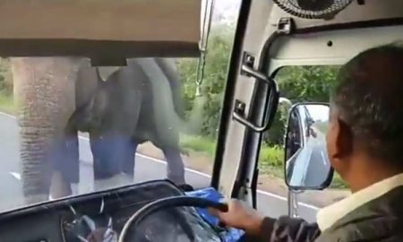 Un éléphant attaque un bus touristique en Afrique du Sud