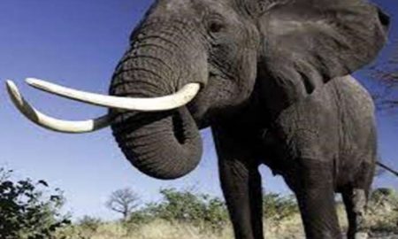 Voici comment les défenses d'éléphants d'Afrique ont été clandestinement acheminées de l'Algérie vers la France