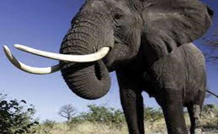Voici comment les défenses d'éléphants d'Afrique ont été clandestinement acheminées de l'Algérie vers la France