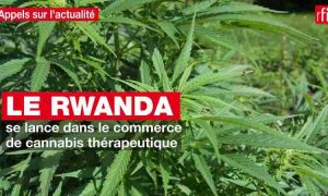 KKOG devient la première entreprise à obtenir une licence d'exportation de cannabis au Rwanda